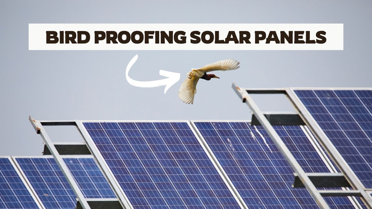 5 Easy Ways of Bird Proofing Solar Panels