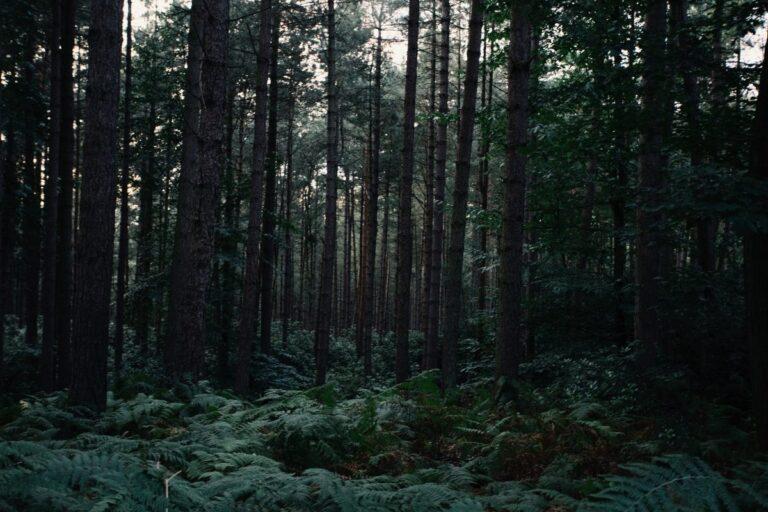 How Much Carbon Dioxide Does a Tree Absorb Per Day? Energy Theory