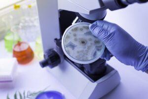 Plastic Eating Fungi in Manmade Plastisphere May Help Tackle Global Waste