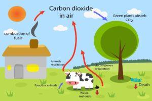 What is Carbon Cycle