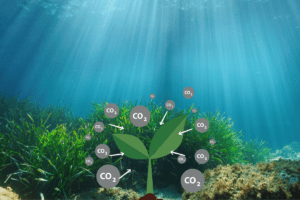 Seagrass Might Hold the Key to Solving Climate Change Seagrass Might Hold the Key to Solving Climate Change