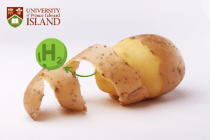 UPEI researchers are experimenting with potato peels to generate hydrogen