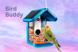 Bird buddy is a smart solar powered bird feeder