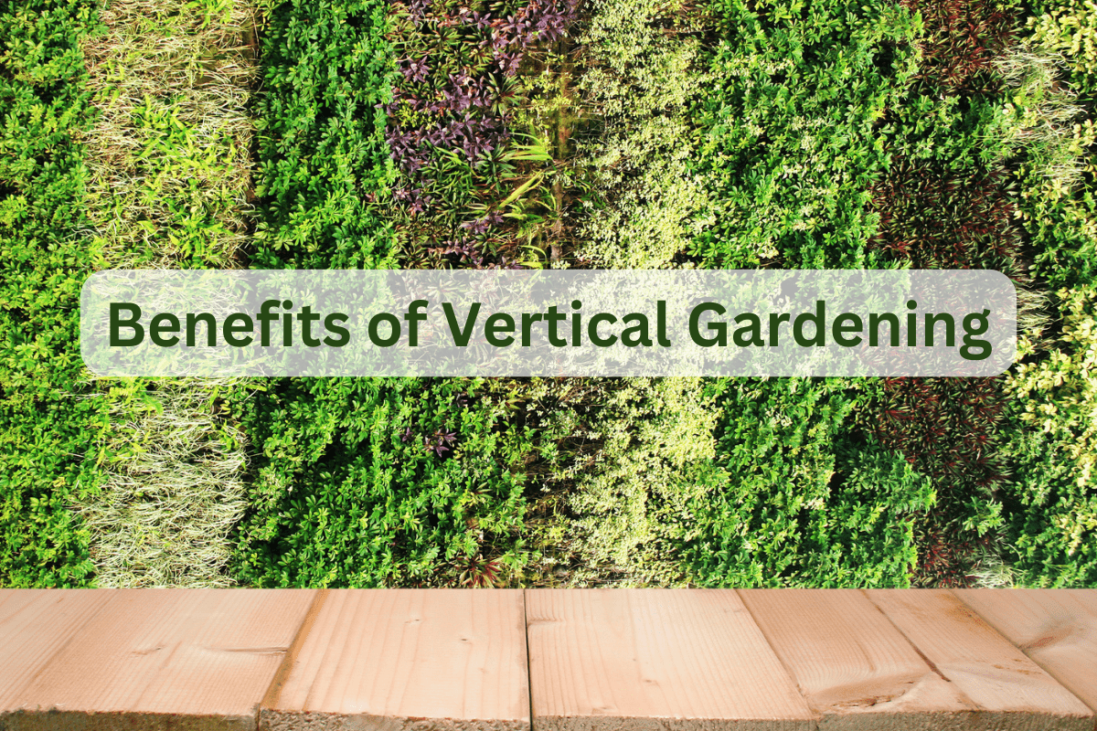 benefits of vertical gardening