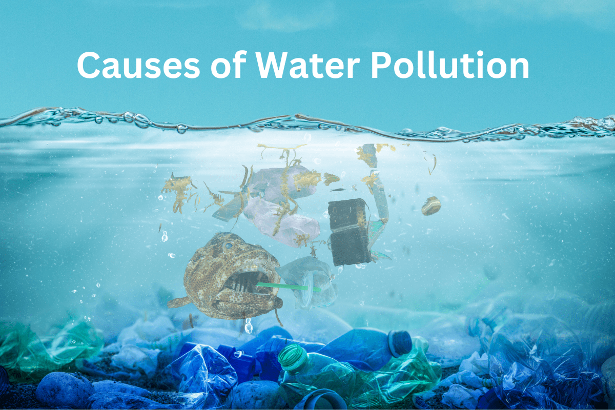 Causes and Effects of Water Pollution