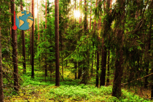 climate change impact varies for different tree species